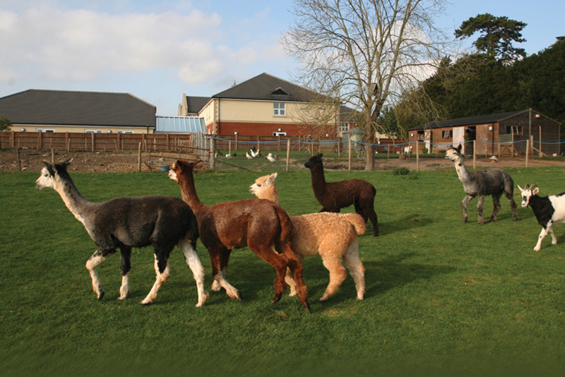 The Alpacas in the farm at Immacolata House Dementia Nursing Home Langport